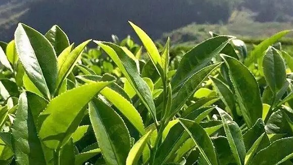 武夷岩茶肉桂属于什么茶？和大红袍是什么关系？